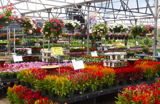 Cornelius Nursery