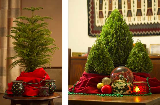 specials cornelius nursery houston texas specials cornelius nursery houston texas