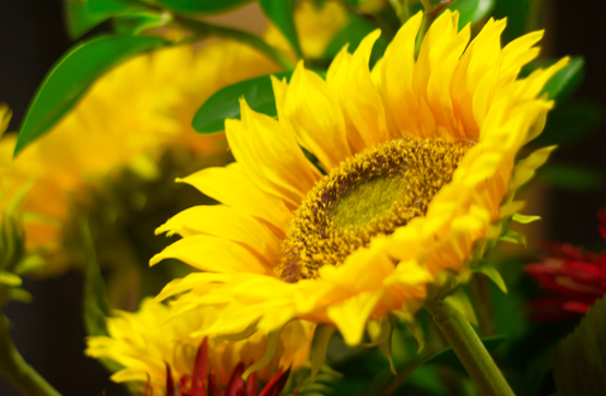 silk sunflower 555 silk sunflower 555